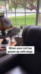 Cat Barks From Window Instead of Meowing