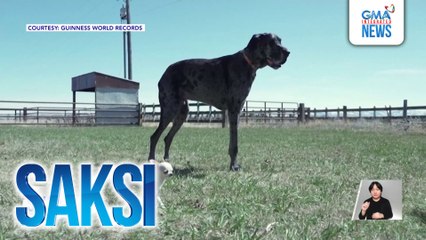 Pinakamaliit at pinakamatangkad na aso sa mundo, ipinakilala sa isa't isa | Saksi