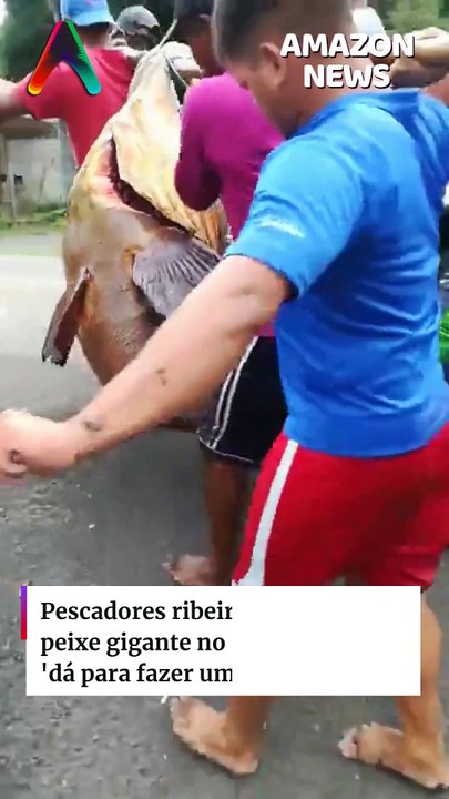 🚨🐟😱 Pescadores ribeirinhos capturam peixe gigante no rio Amazonas: ‘dá para fazer um assado?’.