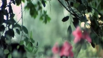 Along Comes a Tiger (77)