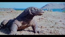 Komodo Dragon eat goat