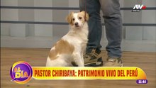 Pastor Chiribaya autentico perro peruano