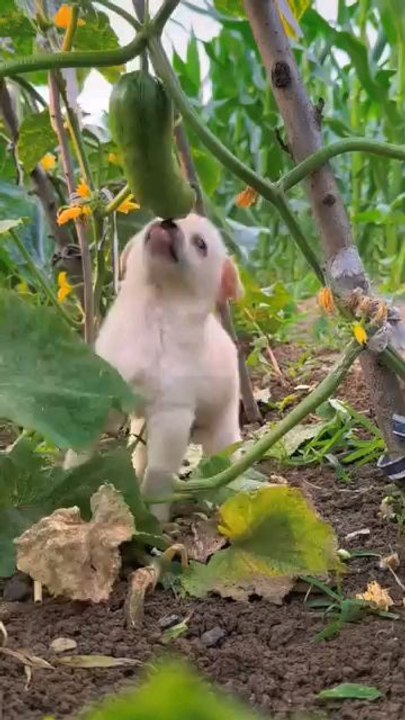 It is a very cute dog and besides, there is a rabbit. They are very cute animals. Watch the video and like and share it yourself