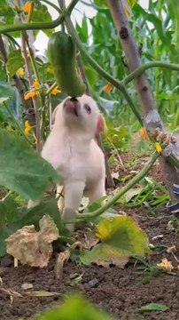 It is a very cute dog and besides, there is a rabbit. They are very cute animals. Watch the video and like and share it yourself