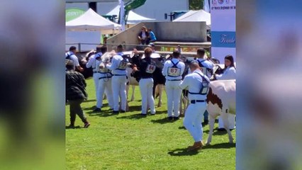 Alla fiera di Arborea sfilano le "miss" vacche più belle degli allevamenti dell'isola