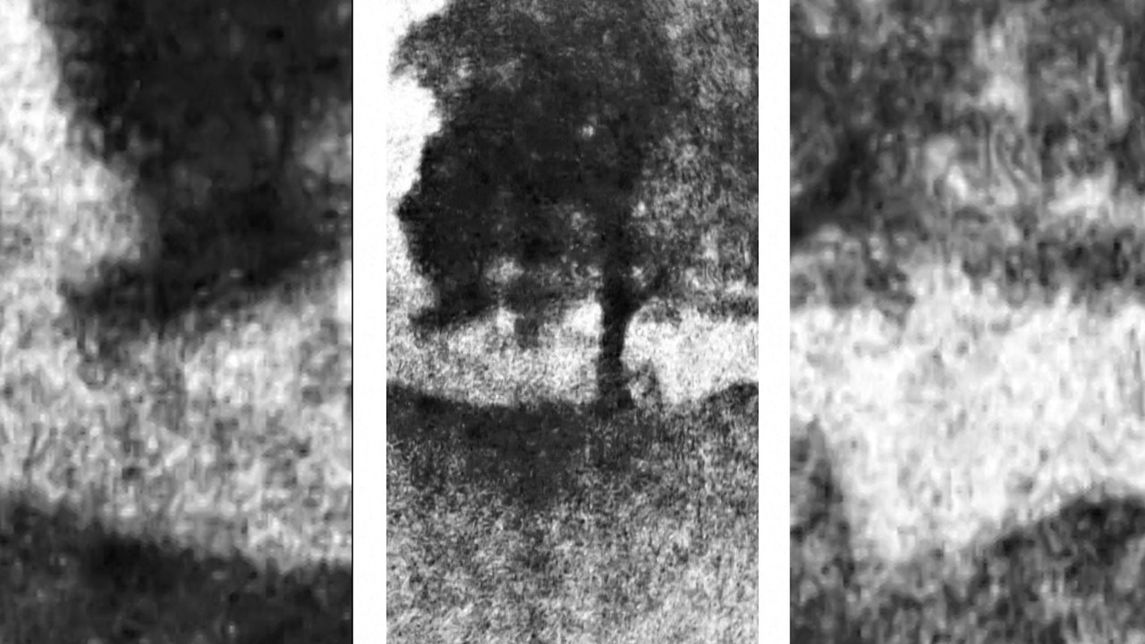 El vídeo de cuando derriban el árbol de Robin Hood