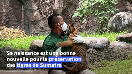 Indonésie: rare naissance d'un tigre de Sumatra