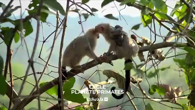 Les babouins des chutes Victoria - Bande annonce
