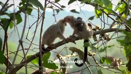 Les babouins des chutes Victoria - Bande annonce