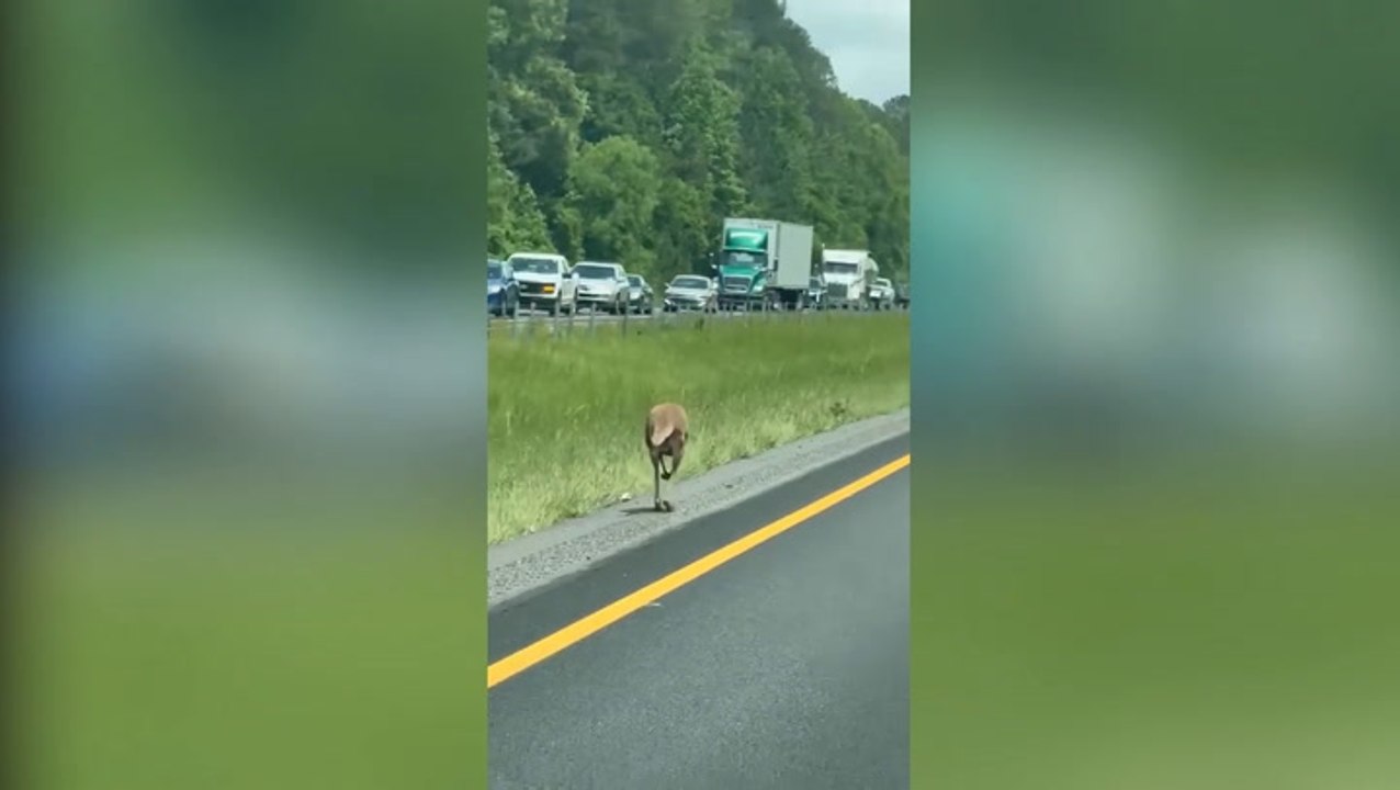 Bizarre moment driver spots a kangaroo bouncing down the highway in Alabama