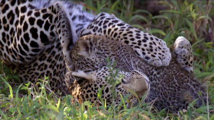 Pambara - Brauchen wir einen Boss? - Official Trailer