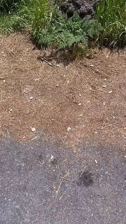 Colillas en el mirador de Chipeque en Tenerife