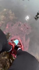 Octopus came over to say hi and grab the legs to give it a hug. how cute