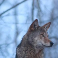 Too rare to remain silent wolf wolfdog