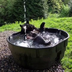 Bear conditioner is on full blast bear