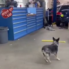 This player has an undoubted future dog