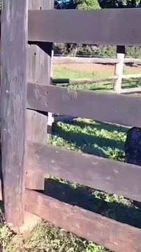 Moradores do interior estão preocupados após encontrarem pegadas de onça