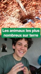 Les 10 Animaux les Plus Nombreux sur Terre 🐾