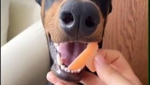 Funny Videos,cats and dogs