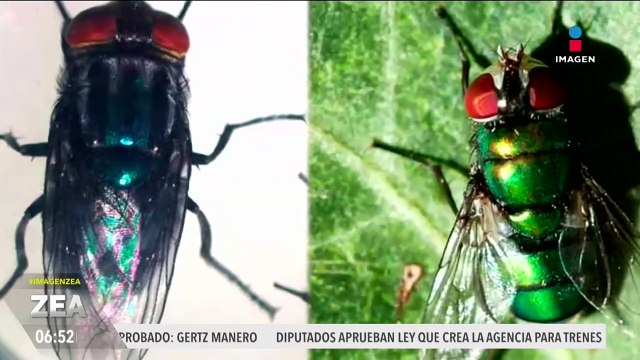 Gusano barrenador, amenaza silenciosa que recorre los campos ganaderos