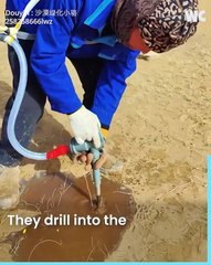 planting tree in desert