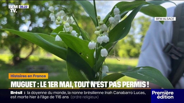 Cueillir en forêt plus de dix brins de muguet vous expose à une amende de 135 euros