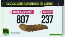 Confirman reemergencia del gusano barrenador en México, pero descartan crisis