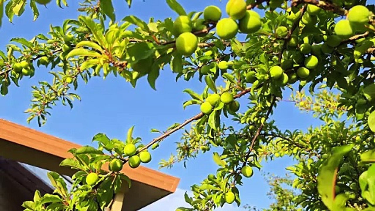 朝新悟道：閒談六道輪迴2，陰陽眼老太太看見土地公，靈魂出體打傷老公的臉，陰陽眼看見安祿山懼怕李林甫的原因， 朝新悟道：闲谈六道輪迴2，阴阳眼老太太看见土地公，灵魂出体打伤老公的脸，阴阳眼看见安禄山惧怕李林甫的原因， Zhaoxin's Insight into the Dao: Casual Talk on the Six Realms of Reincarnation 2, an Old Lady with Yin-Yang Eyes Sees the Earth Deity, Soul Out-of-