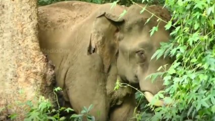 നിലമ്പൂർ കവളപ്പാറ വനത്തിൽ അവശനിലയിൽ കഴിയുന്ന കാട്ടാനയ്ക്ക് ഗുരുതരപരിക്ക്