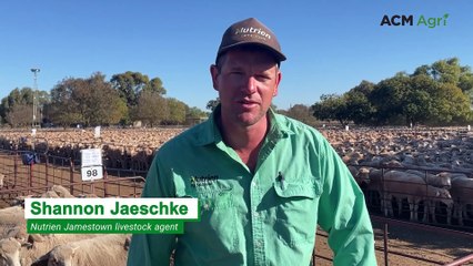 Jamestown market update with Nutrien livestock agent