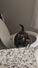 Mi gato aprendió a usar el inodoro solo y no tengo idea cómo lo hizo