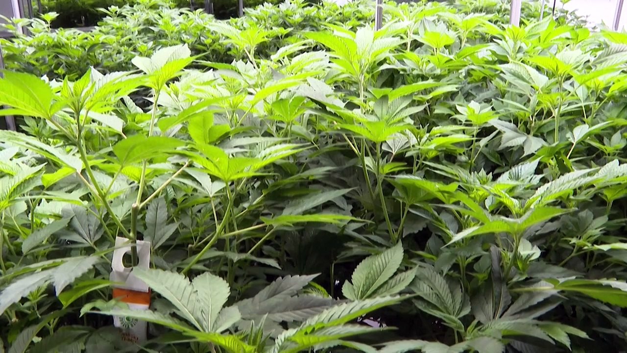 Medizinisches Cannabis boomt dank Legalisierung