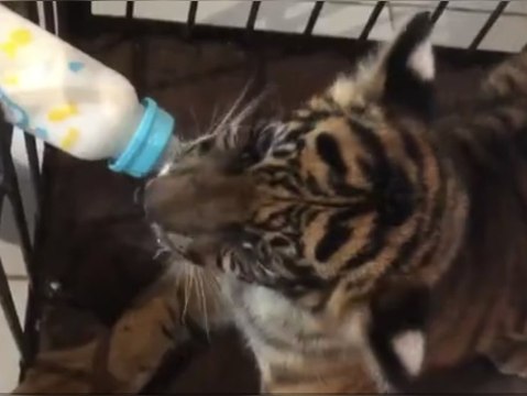 Seltenes Sumatra-Tigerbaby in indonesischem Zoo geboren