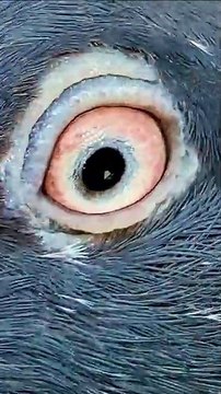 Subscribe Our YouTube Channel For Complete Videos youtube.com/@PakistanPigeonAssociation