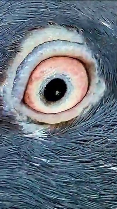 Subscribe Our YouTube Channel For Complete Videos https://www.youtube.com/@PakistanPigeonAssociation