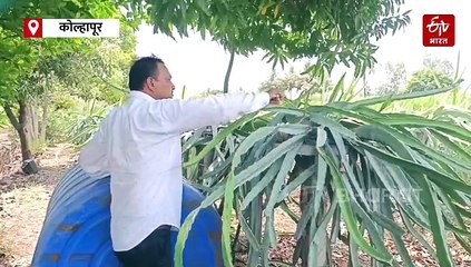 ऊस शेतीला फाटा देत 8 एकरात ड्रॅगन फ्रूटची लागवड, वर्षाकाठी पाटील बंधू कमावतायत लाखोंचा नफा