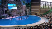 Amazing Dolphin show at China Ocean Animal Zoo Guangzhou