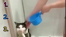 top_5_funny_cat_moments!!!😂😂😂(360p)(1)
