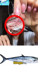 Bahaya Tersembunyi Dalam Ikan,Hati-Hati Dengan Parasit!