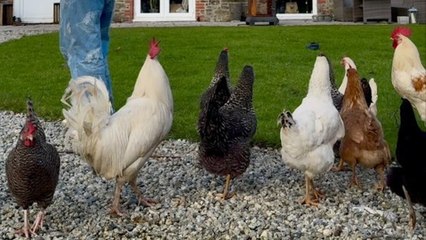 Rare moment chicken caught on camera laying egg while strolling through garden