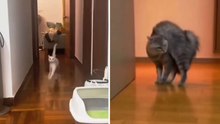 Hilarisch filmpje: katten verrassen met bizarre loopjes