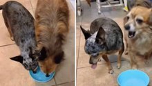 Hilarisch filmpje: wist je dat honden bruisend mineraalwater haten?