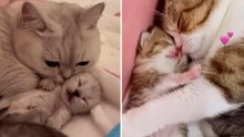 Schattige video laat kattenmoeders zien die voor hun kittens zorgen