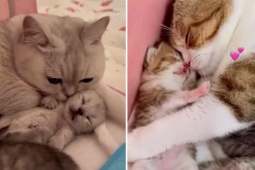 Vidéo attendrissante : des mamans chats prennent soin de leurs petits