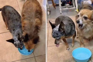 Vidéo hilarante : saviez-vous que les chiens détestent l’eau gazeuse ?