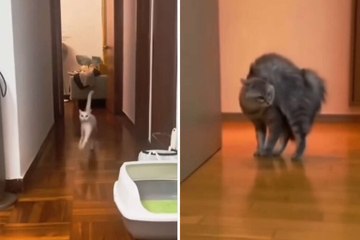 웃긴 영상: 고양이들의 기묘한 걸음걸이, 주인들 폭소