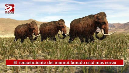 El renacimiento del mamut lanudo está más cerca