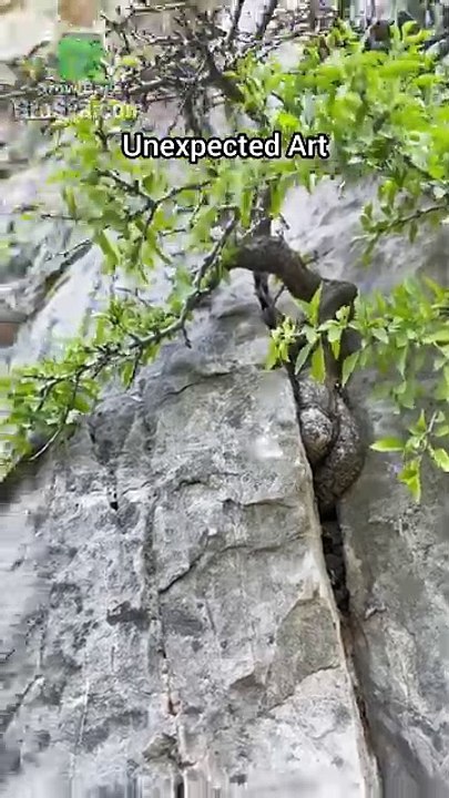 Street Plant to Bonsai Tree(1080P_HD)