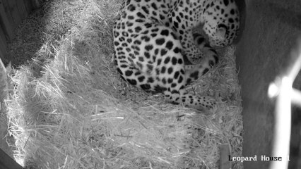 Award-winning Yorkshire Wildlife Park has welcomed two adorable Amur Leopard cubs