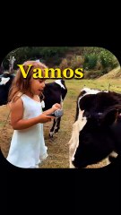 Adorable Baby Cow And Girl Interview